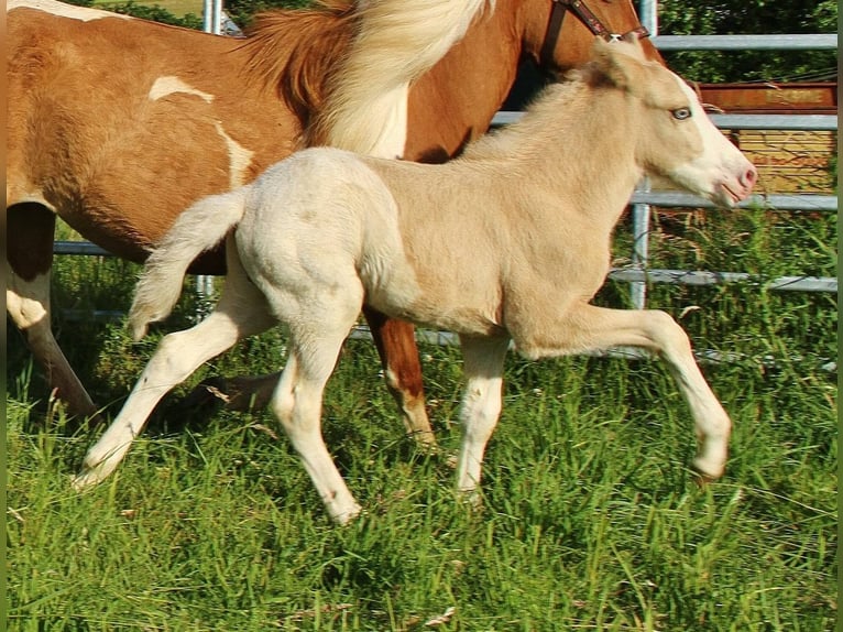 Caballos islandeses Semental Potro (05/2026) White/Blanco in Saarland