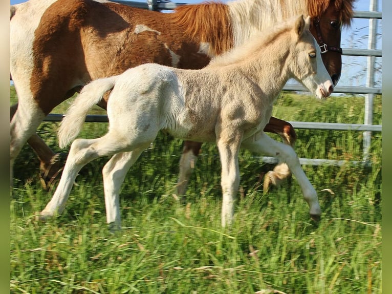 Caballos islandeses Semental Potro (05/2026) White/Blanco in Saarland