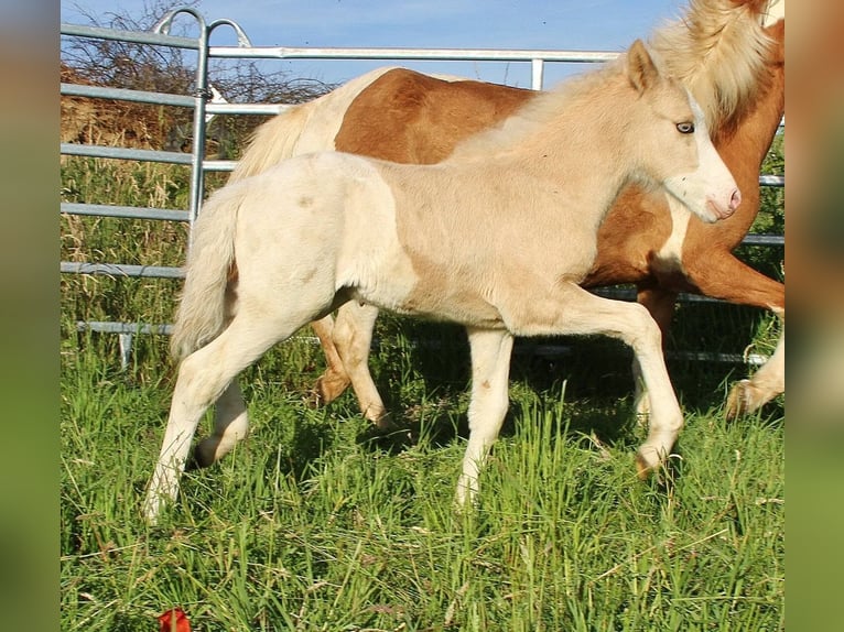 Caballos islandeses Semental Potro (05/2026) White/Blanco in Saarland