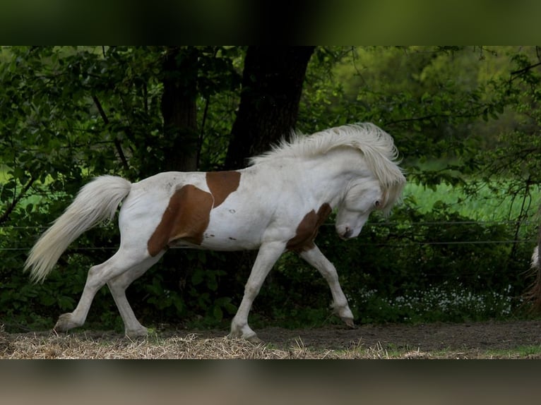 Caballos islandeses Semental Tovero-todas las-capas in GOVEN