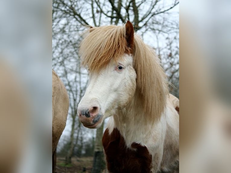 Caballos islandeses Semental Tovero-todas las-capas in GOVEN