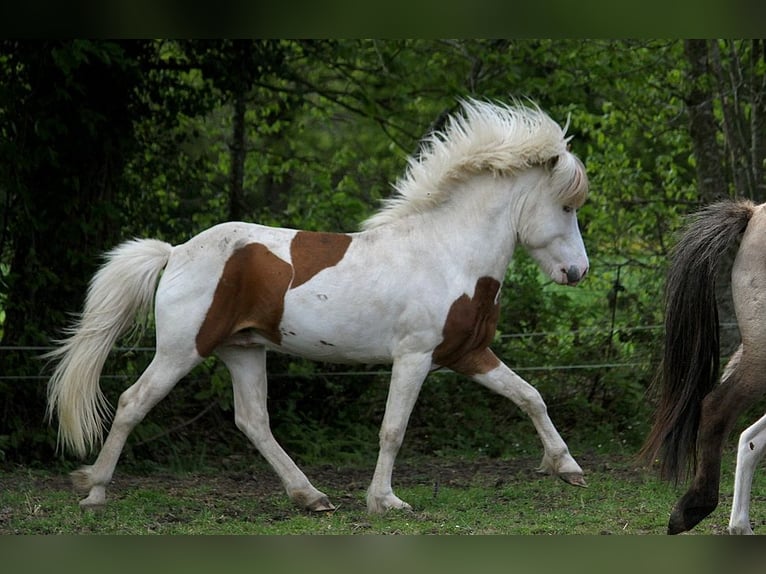 Caballos islandeses Semental Tovero-todas las-capas in GOVEN