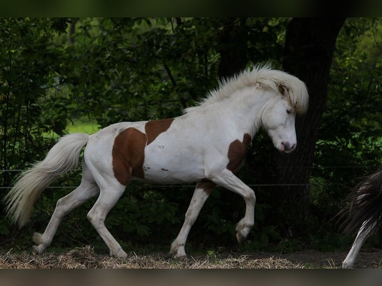 Caballos islandeses Semental Tovero-todas las-capas in GOVEN