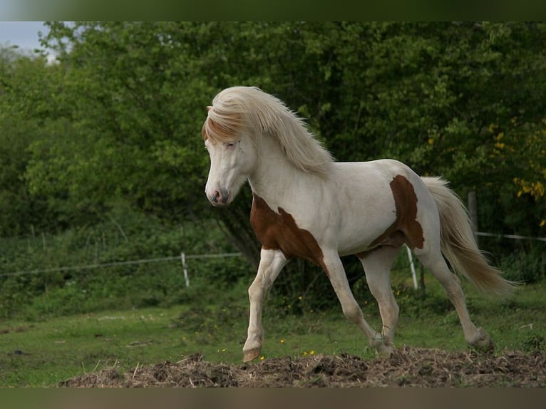 Caballos islandeses Semental Tovero-todas las-capas in GOVEN