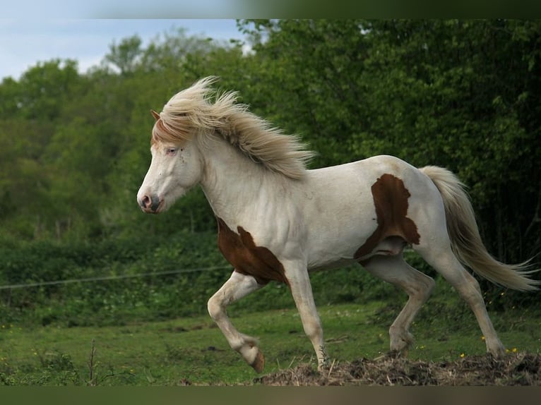 Caballos islandeses Semental Tovero-todas las-capas in GOVEN