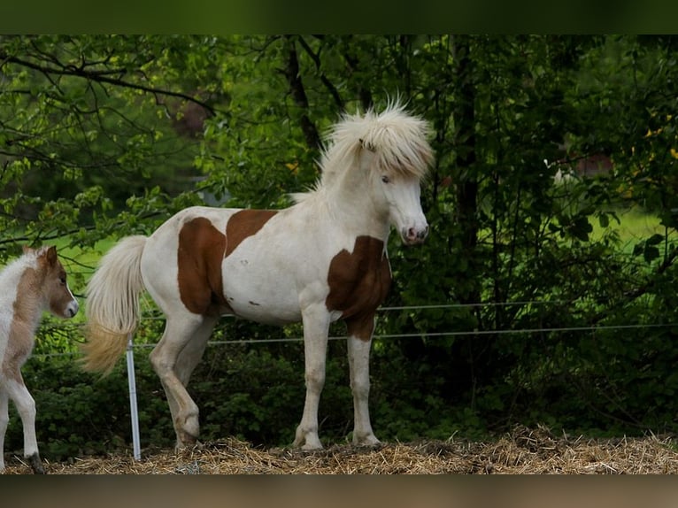 Caballos islandeses Semental Tovero-todas las-capas in GOVEN