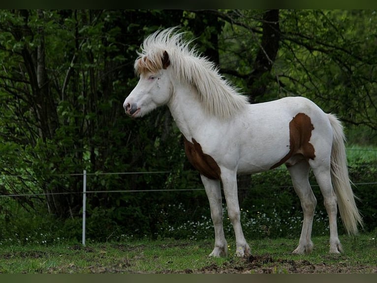 Caballos islandeses Semental Tovero-todas las-capas in GOVEN