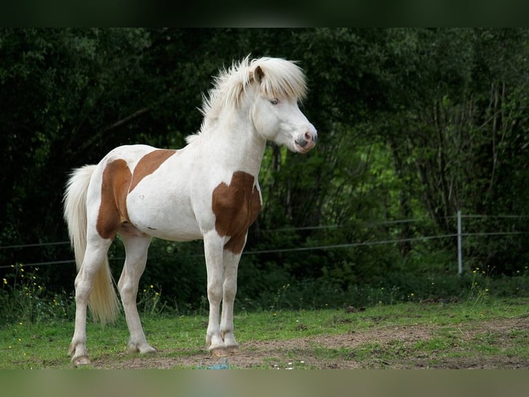 Caballos islandeses Semental Tovero-todas las-capas in GOVEN