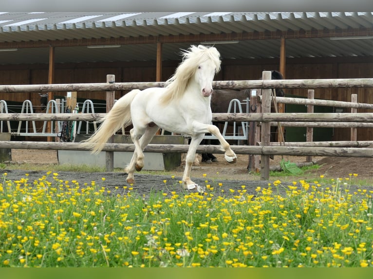Caballos islandeses Semental White/Blanco in Euskirchen