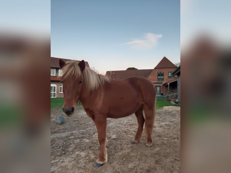 Caballos islandeses Yegua 10 años 134 cm Alazán in Neustadt am Rübenberge