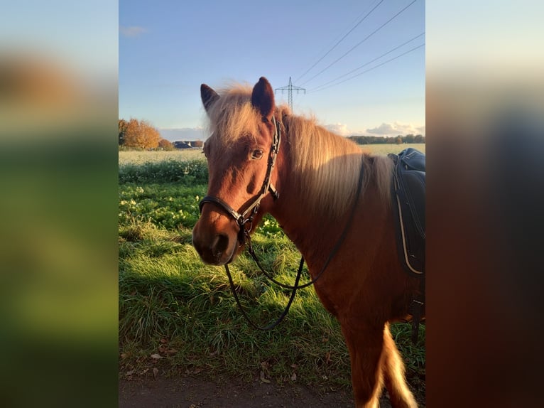 Caballos islandeses Yegua 10 años 134 cm Alazán in Neustadt am Rübenberge