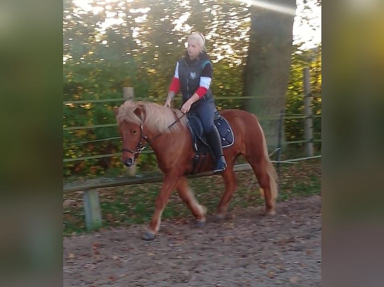 Caballos islandeses Yegua 10 años 134 cm Alazán in Neustadt am Rübenberge