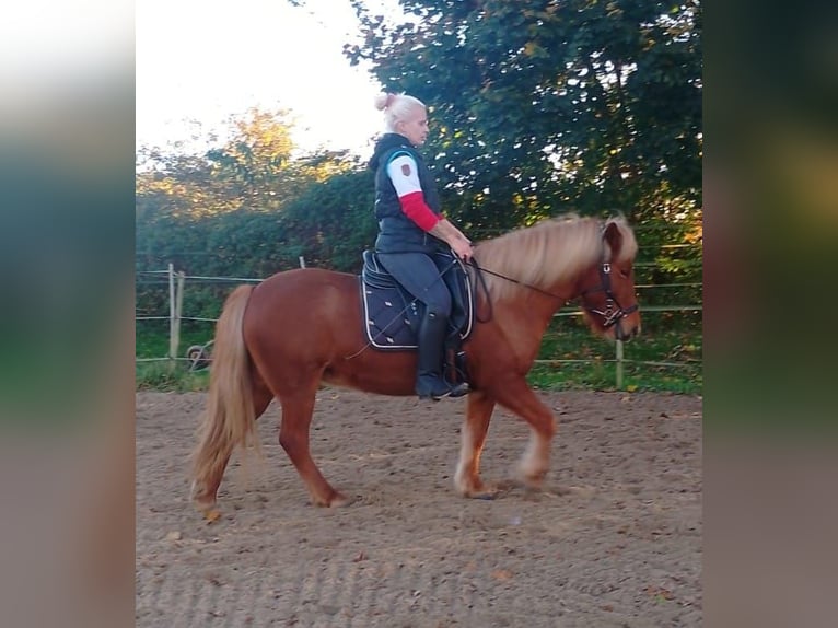 Caballos islandeses Yegua 10 años 134 cm Alazán in Neustadt am Rübenberge