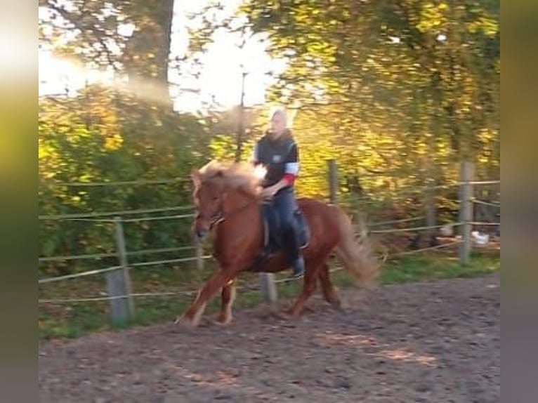 Caballos islandeses Yegua 10 años 134 cm Alazán in Neustadt am Rübenberge