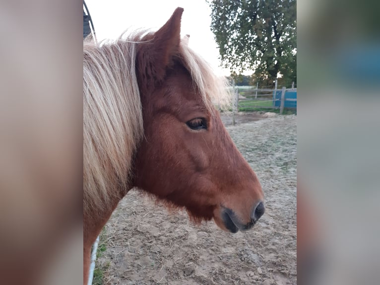 Caballos islandeses Yegua 10 años 134 cm Alazán in Neustadt am Rübenberge