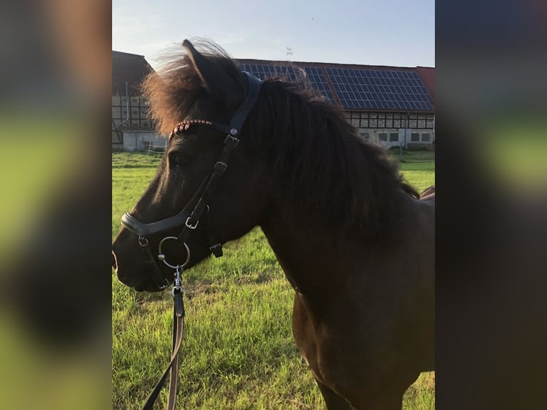 Caballos islandeses Yegua 10 años 134 cm Negro in Salzgitter Hohenrode