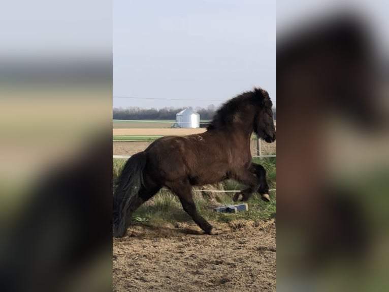 Caballos islandeses Yegua 10 años 134 cm Negro in Salzgitter Hohenrode