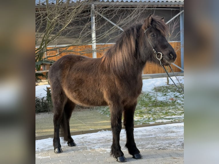 Caballos islandeses Yegua 10 años 134 cm Negro in Lochen am See