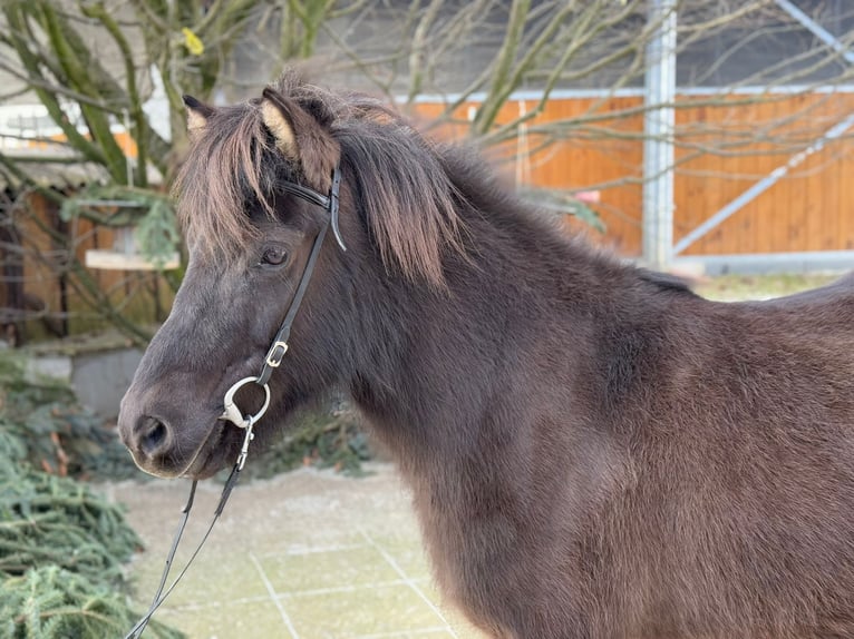 Caballos islandeses Yegua 10 años 134 cm Negro in Lochen am See