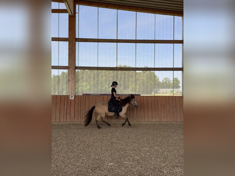 Caballos islandeses Yegua 10 años 135 cm Bayo in Langenzenn