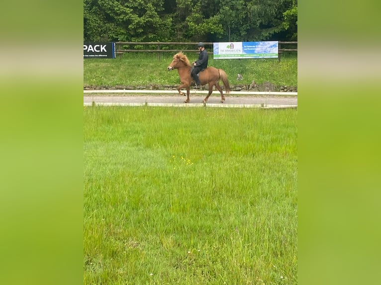 Caballos islandeses Yegua 10 años 136 cm Alazán in Nettersheim