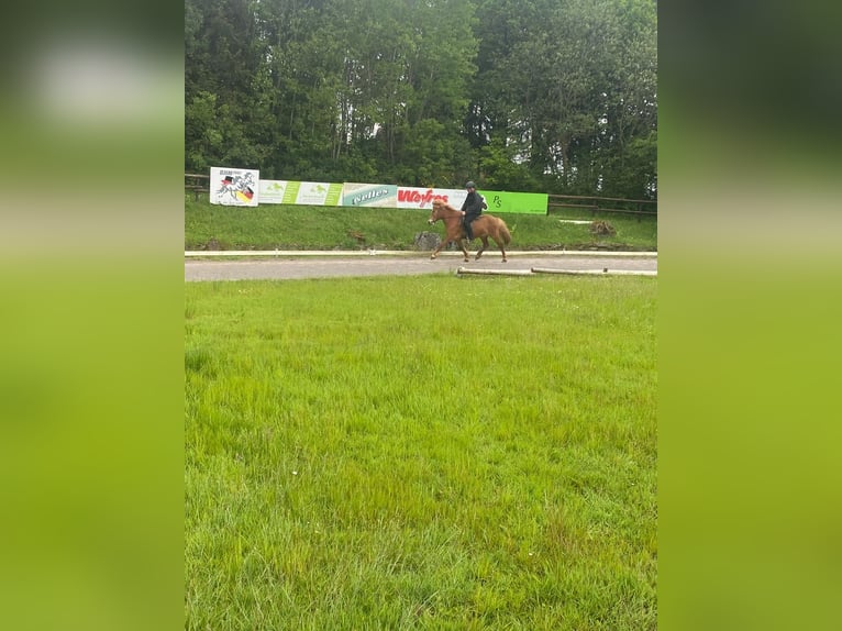 Caballos islandeses Yegua 10 años 136 cm Alazán in Nettersheim