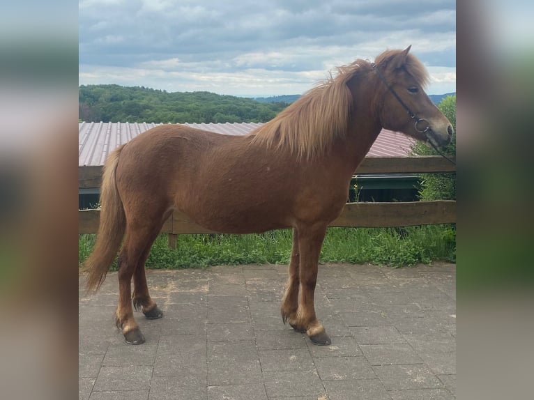 Caballos islandeses Yegua 10 años 136 cm Alazán in Nettersheim