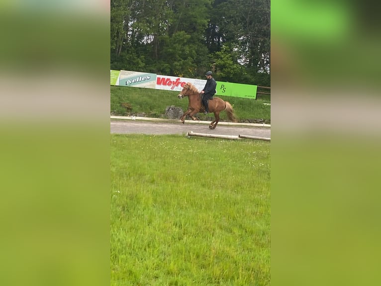 Caballos islandeses Yegua 10 años 136 cm Alazán in Nettersheim