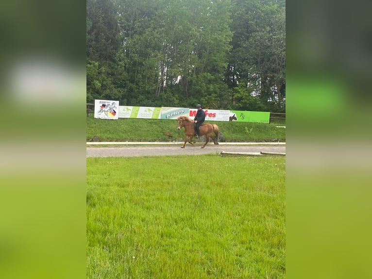 Caballos islandeses Yegua 10 años 136 cm Alazán in Nettersheim