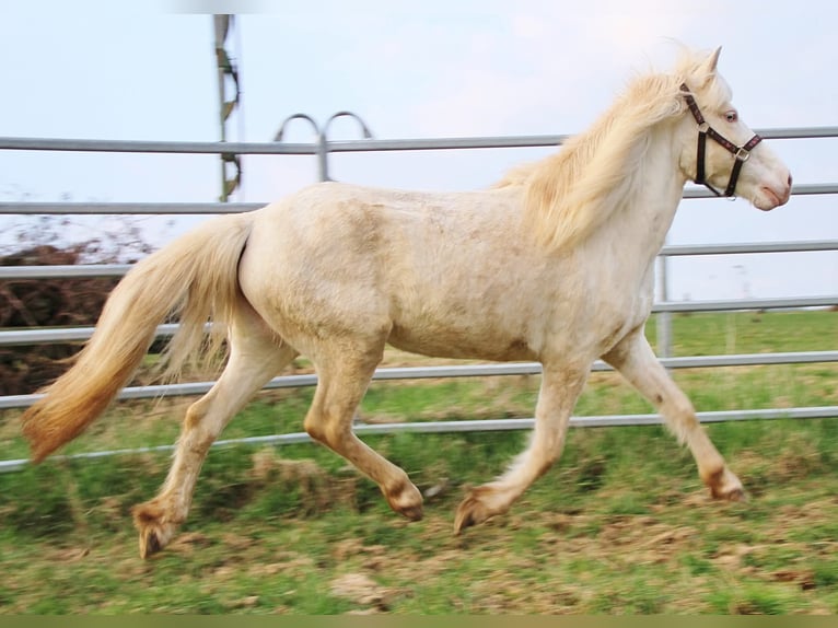 Caballos islandeses Yegua 10 años 136 cm Perlino in Saarland