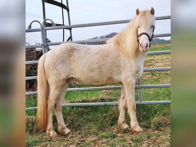 Caballos islandeses Yegua 10 años 136 cm Perlino in Saarland