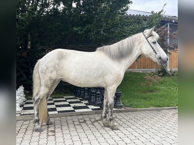 Caballos islandeses Yegua 10 años 136 cm Tordo in Lochen am See