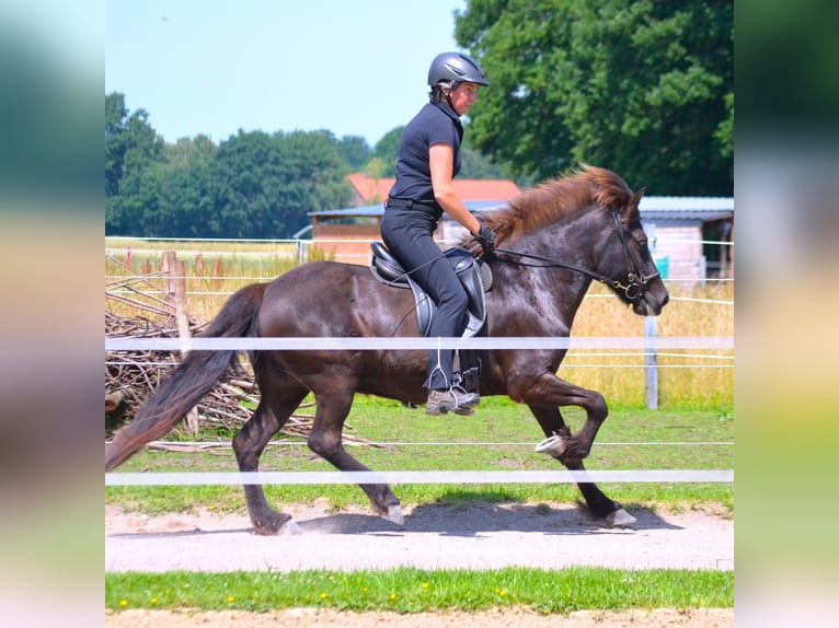 Caballos islandeses Yegua 10 años 137 cm Negro in Ladbergen