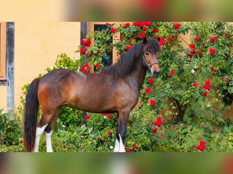 Caballos islandeses Yegua 10 años 137 cm Pío in Münster