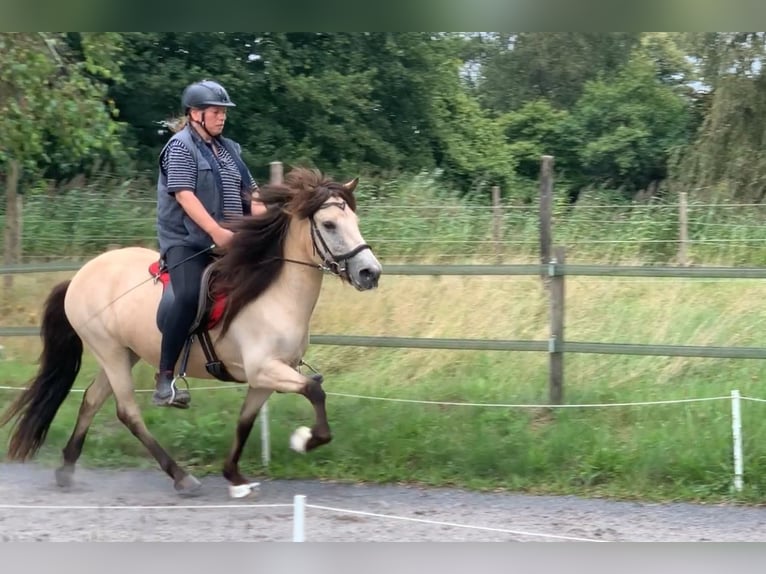 Caballos islandeses Yegua 10 años 138 cm Buckskin/Bayo in Appen