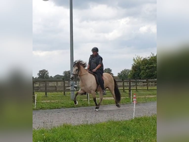 Caballos islandeses Yegua 10 años 138 cm Buckskin/Bayo in Appen