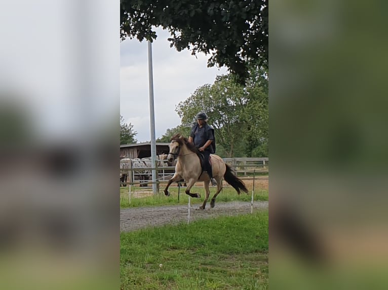 Caballos islandeses Yegua 10 años 138 cm Buckskin/Bayo in Appen