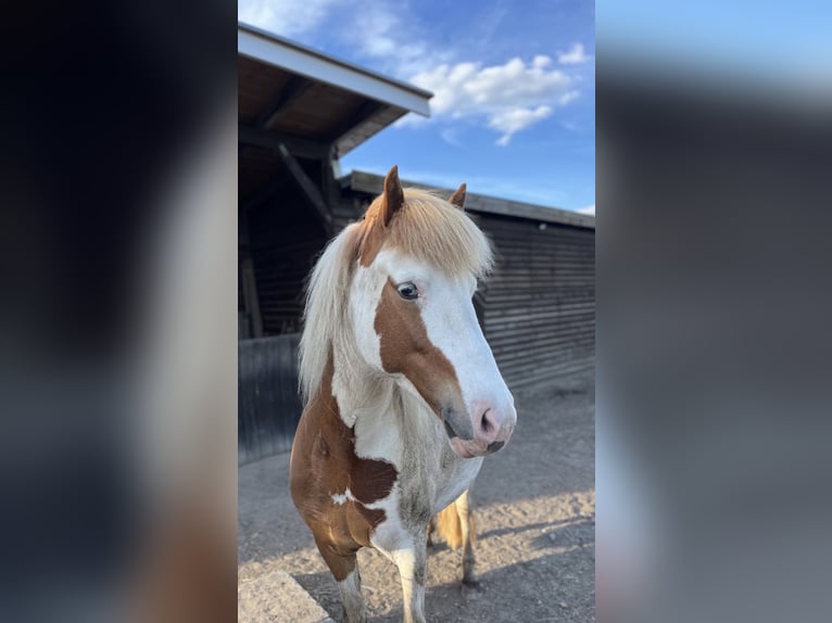 Caballos islandeses Yegua 10 años 138 cm Pío in Rühen