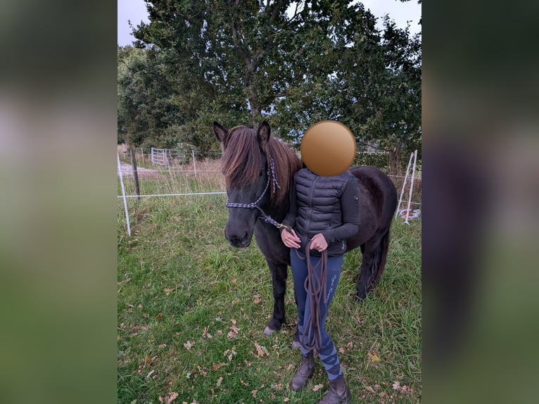 Caballos islandeses Yegua 10 años 139 cm Castaño oscuro in Lohe Rickelshof