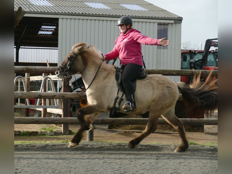 Caballos islandeses Yegua 10 años 140 cm Bayo in Euskirchen