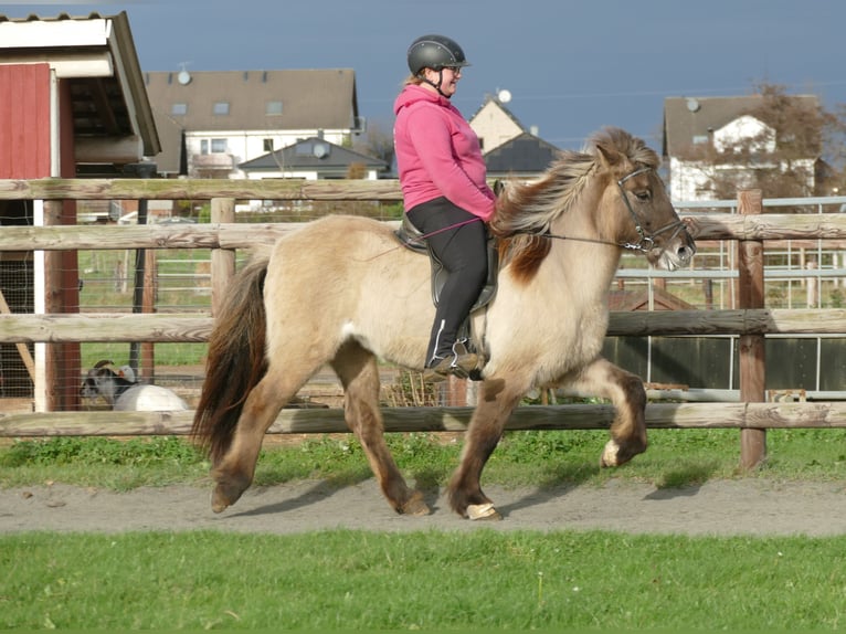 Caballos islandeses Yegua 10 años 140 cm Bayo in Euskirchen