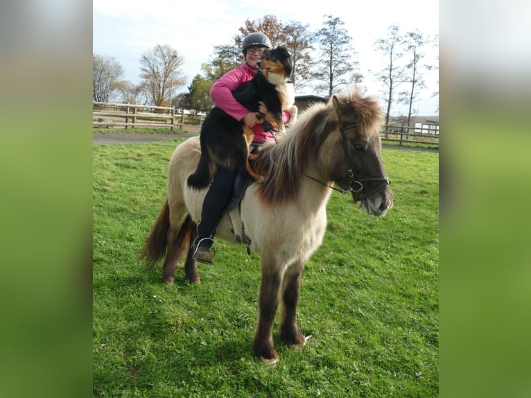 Caballos islandeses Yegua 10 años 140 cm Bayo in Euskirchen