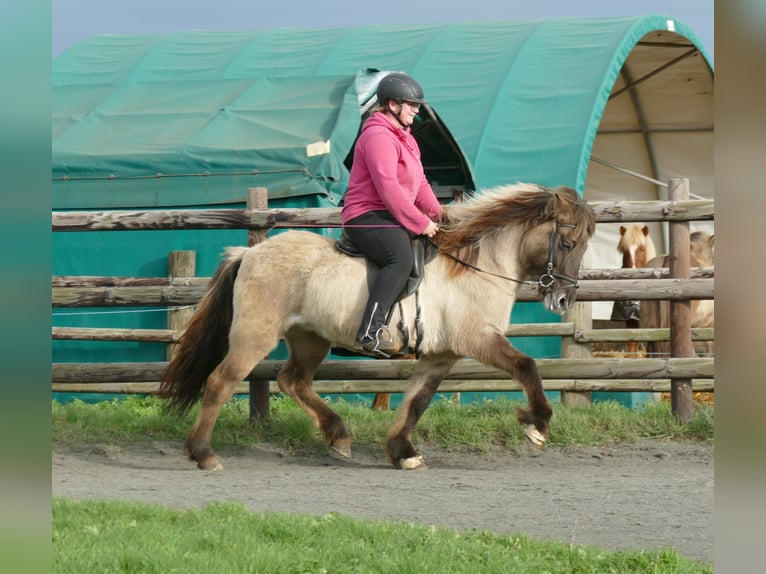 Caballos islandeses Yegua 10 años 140 cm Bayo in Euskirchen