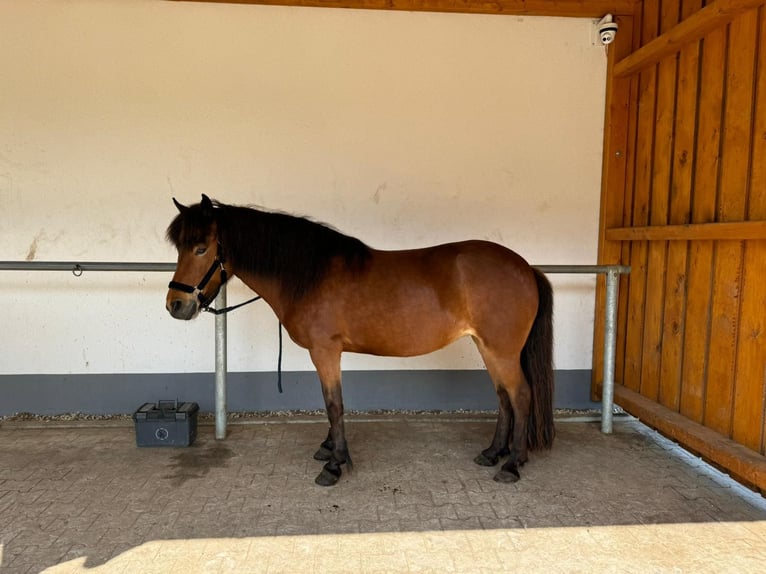 Caballos islandeses Yegua 10 años 140 cm Castaño rojizo in Rosenbergrosenberg