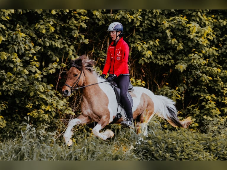 Caballos islandeses Yegua 10 años 140 cm Pío in Taufkirchen an der Trattnach