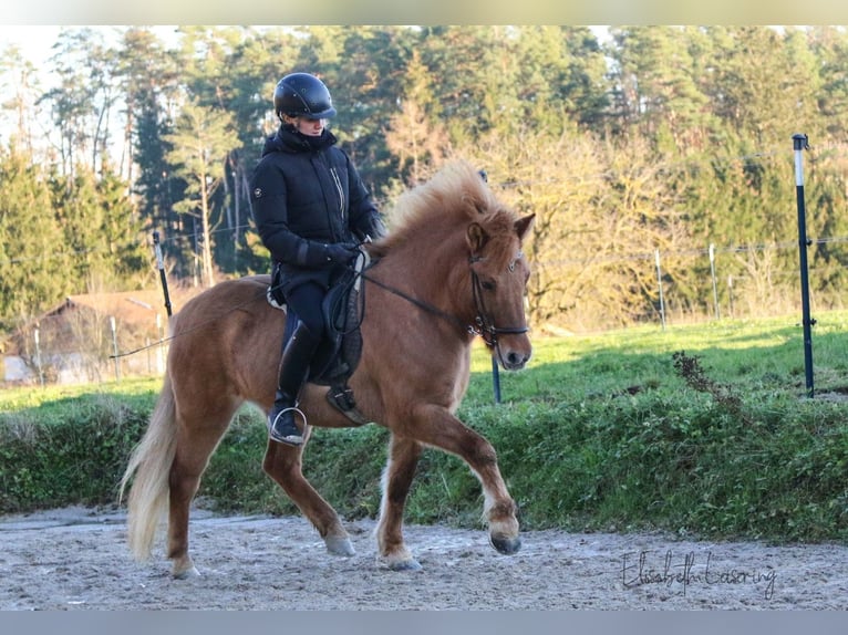 Caballos islandeses Yegua 10 años 140 cm Red Dun/Cervuno in Tann