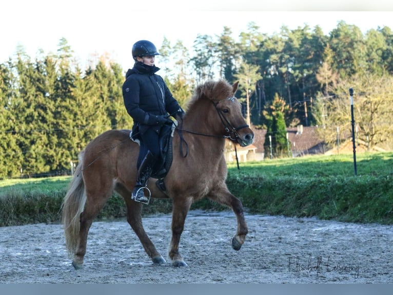 Caballos islandeses Yegua 10 años 140 cm Red Dun/Cervuno in Tann