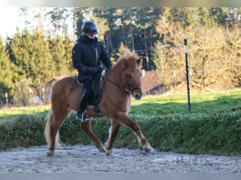 Caballos islandeses Yegua 10 años 140 cm Red Dun/Cervuno in Tann