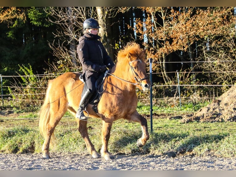 Caballos islandeses Yegua 10 años 140 cm Red Dun/Cervuno in Tann