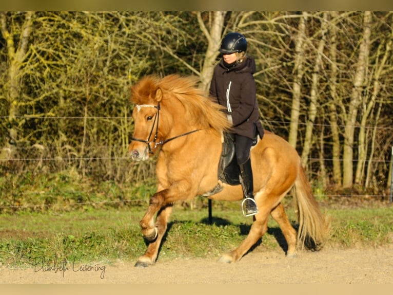 Caballos islandeses Yegua 10 años 140 cm Red Dun/Cervuno in Tann